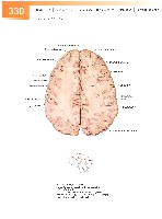 Sobotta Atlas of Human Anatomy  Head,Neck,Upper Limb Volume1 2006, page 337